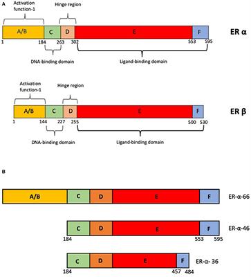 Non-canonical Estrogen Signaling in Endocrine Resistance